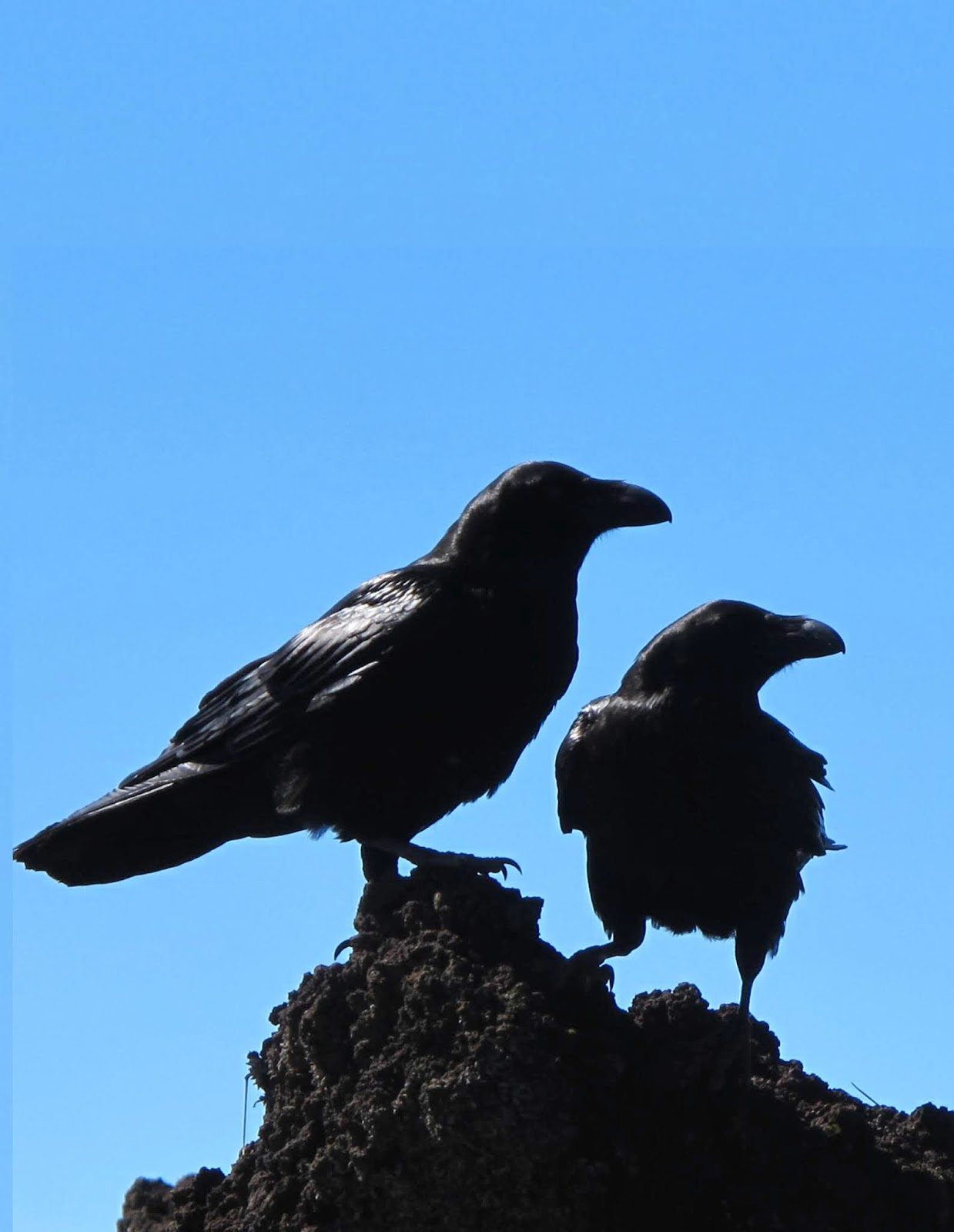загадка о вороне. ворон и ворона. ворон 40 лет. ворон 100 лет. ответы ворон.