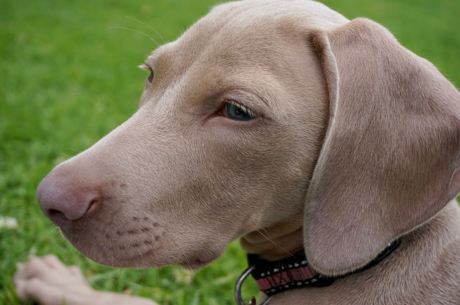 New Puppy Briar 6 weimaraner puppy