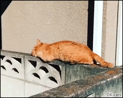 Funny Cat GIF • Lazy clumsy cat falling off wall while napping. I have made a huge mistake! Funny Cat GIF • Lazy clumsy cat falling off wall while napping. I have made a huge mistake!