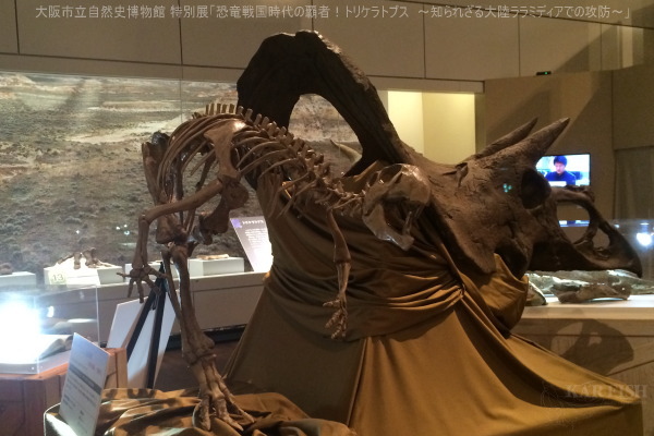 デイジー・デ・プレス:歴史を刻んだ知られざる王女