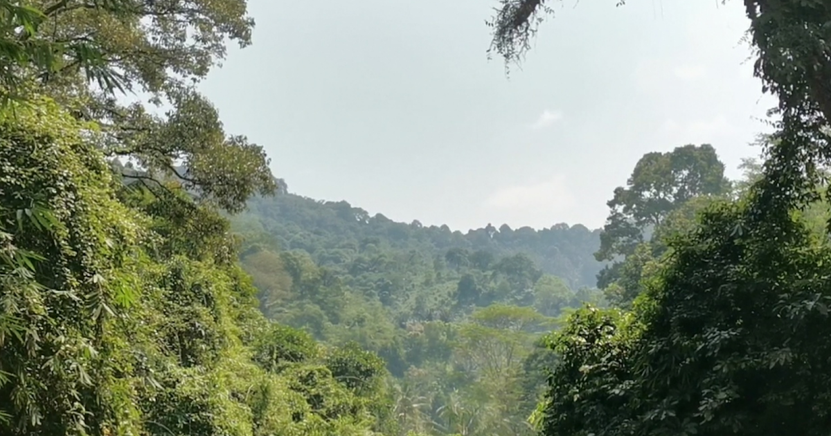 Jaga Hutan, dan Selamatkan Hutan dengan Adopsi Hutan - travel beauty