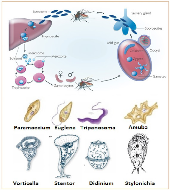 Amoeba termasuk rhizopoda yang alat geraknya berupa