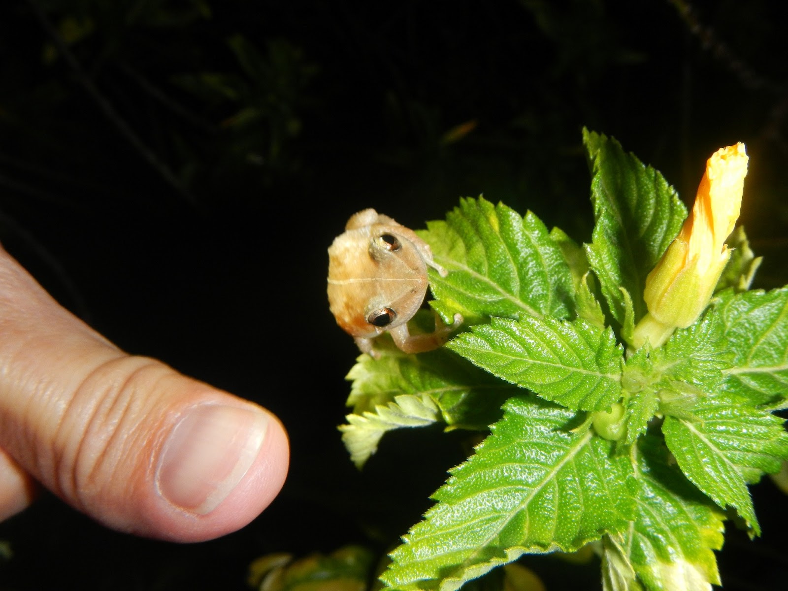 mostly harmless "The Coqui Frog" or "the only senseful nightlife