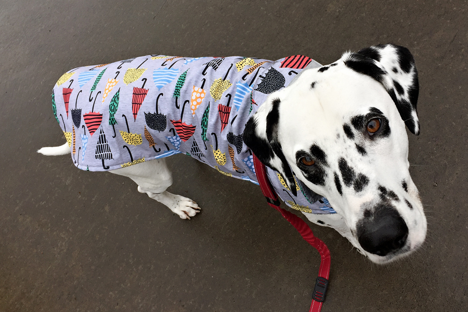 Dalmatian DIY DIY Waterproof Dog Raincoat