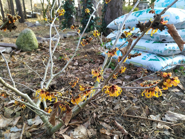 hamamelis Orange Beauty