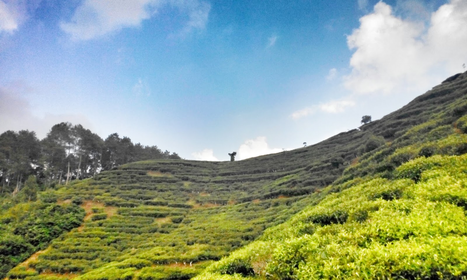 Gunawanmoch Blog Perkebunan Teh Gunung Satria Gunawanmoch Blog Perkebunan Teh Gunung Satria