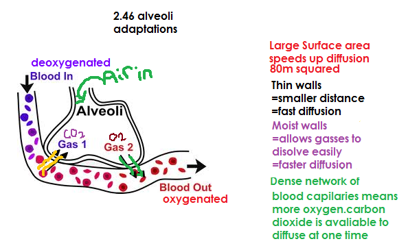 Biology - Transport and Gas exchange: 2.46 alveoli