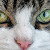 Oscar Kucing Yang Medeteksi 50 Kematian Dengan Akurat