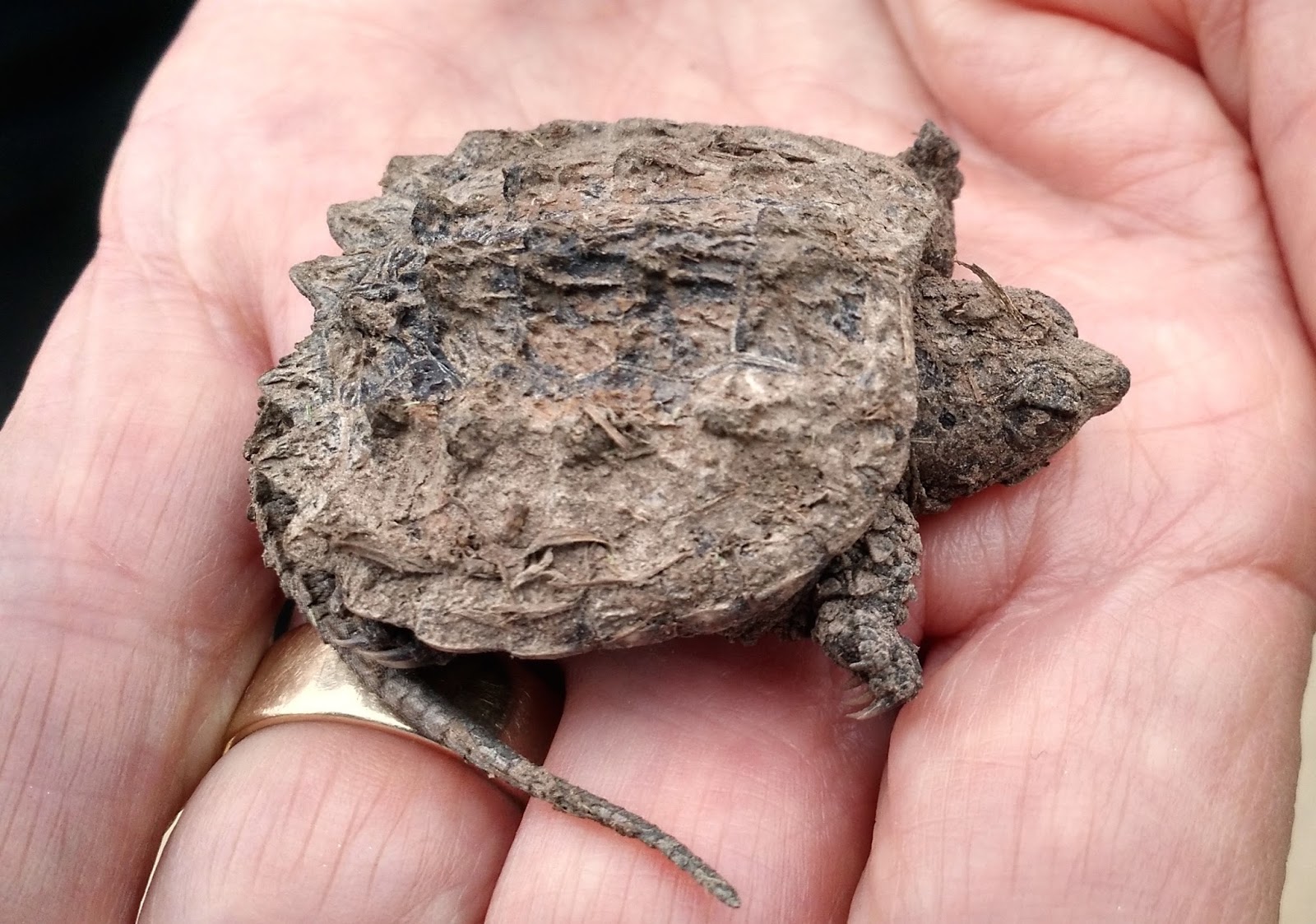 Springfield Plateau: Snapping Turtles