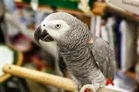 ΞΕΚΑΡΔΙΣΤΙΚΟ VIDEO: Έλληνας... παπαγάλος τραγουδά και χορεύει... Ρουβά!