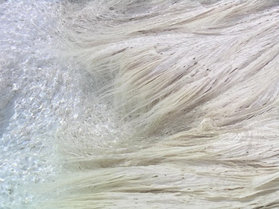 Fettuccini o capellini, chiunque? Le stuoie microbiche nelle sorgenti calde di Mammoth Springs a Yellowstone assomigliano molto a una ciotola di pasta.