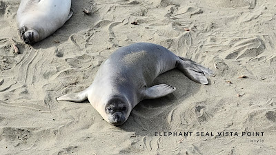 加州景點推薦 Elephant Seal