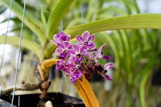 , Visita alle serre di Giulio Celandroni, diarid'orchidee