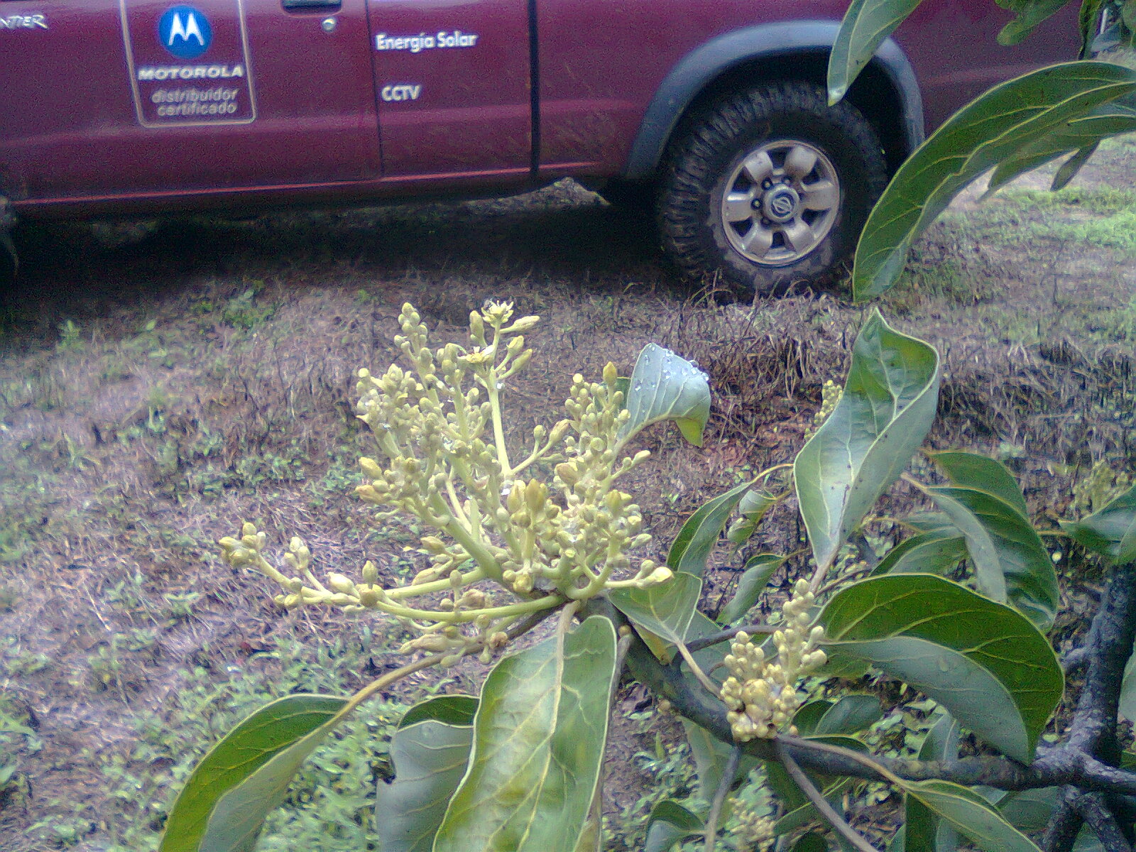 Diálogo con la Realidad desde la Literatura: FRUTA LOCA