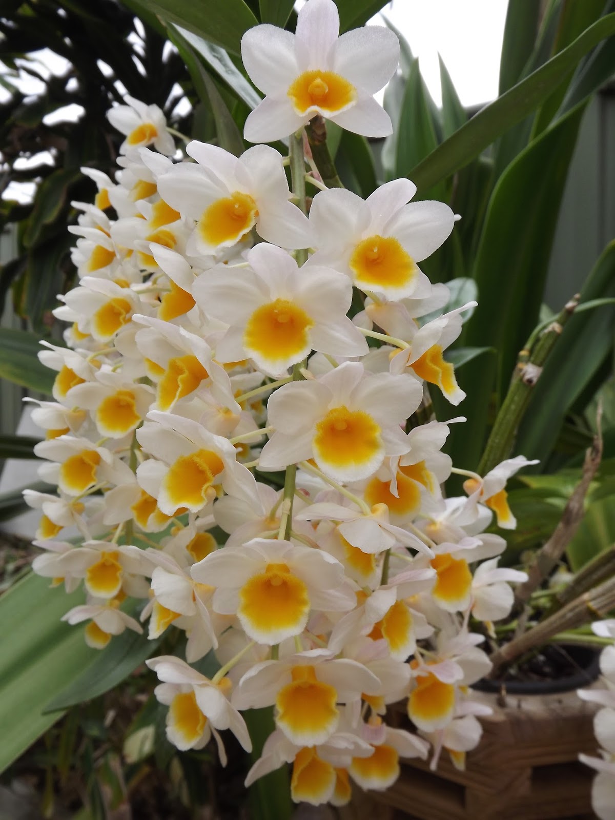 My Orchids Journal Dendrobium thrysiflorum in bloom