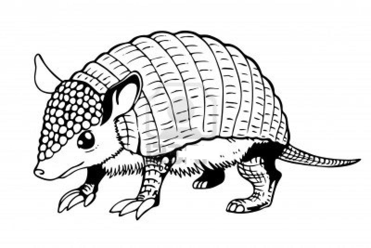 Dibujos de armadillos - Imagui