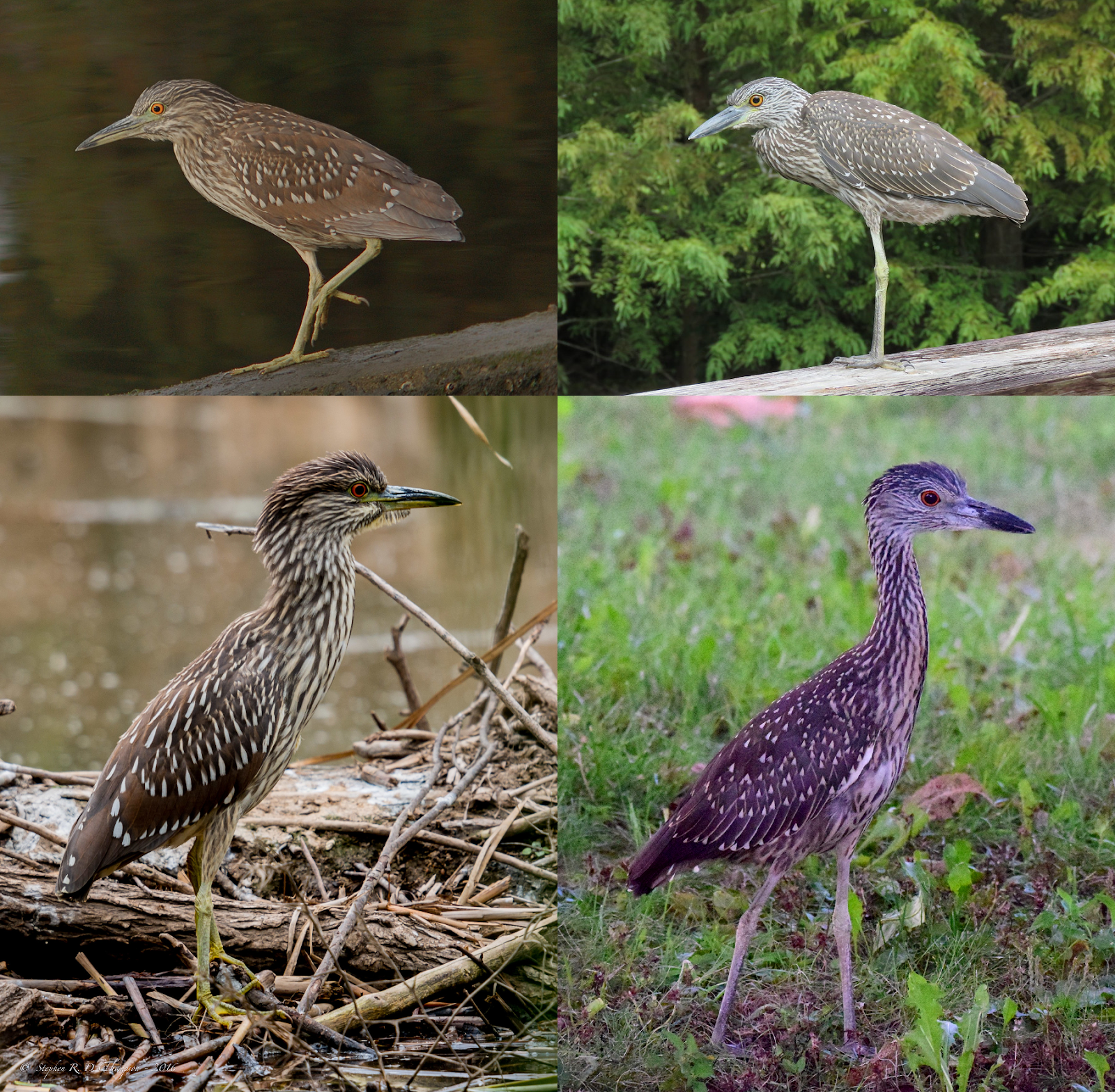 Wing Tips Blackcrowned and Yellowcrowned NightHerons