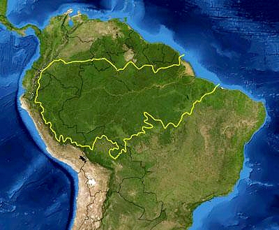 Certhia Fuego En La Amazonia