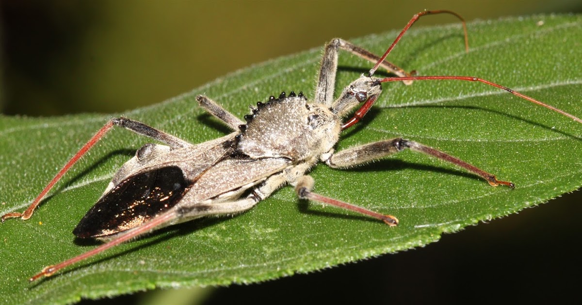 Sweating the Small Stuff 100 Common Insects of Arkansas and the