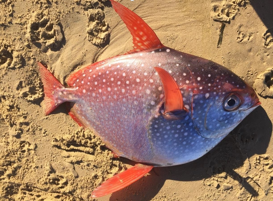 Virginia Tech Ichthyology Class What's So Hot About the Opah? by