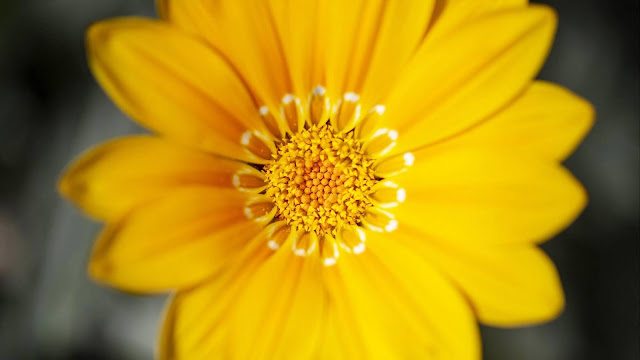 Yellow flower wallpaper