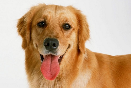 Alasan Anjing Selalu Menjulurkan Lidah