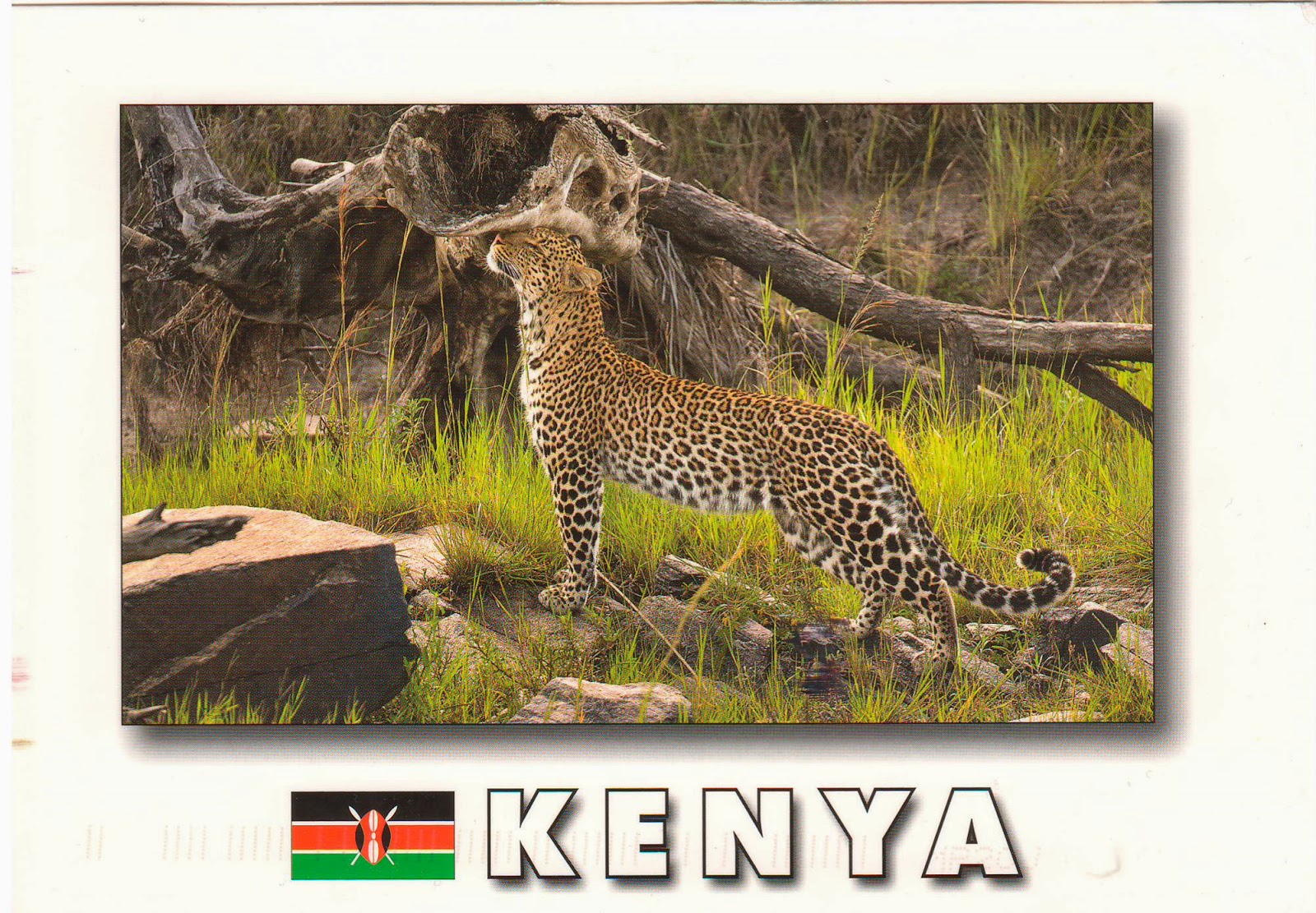 One postcard, One world Postcard from Kenya "African wildlife Leopard"