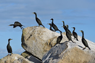 grands cormorans au décollages. ils se suivent pour prendre leur envol comme sur un porte-avion