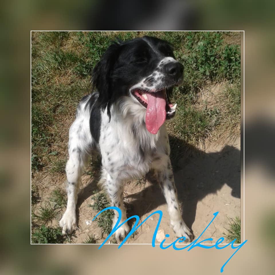 MICKEY - x epagneul 3 ans - Spa Dieppoise à Saint Aubin sur Scie (76) Mickey