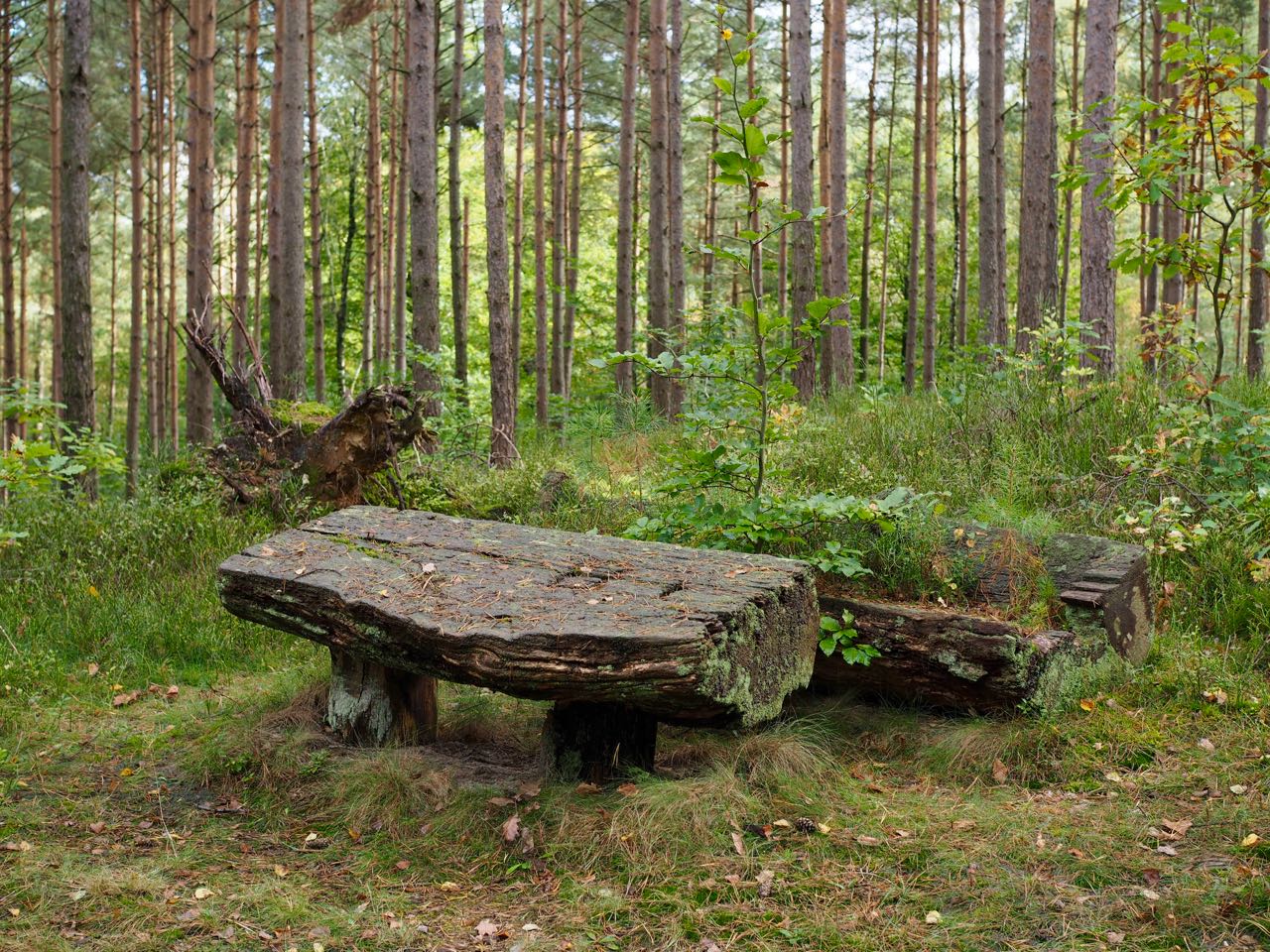 Im Garten Und Am Wegesrand Auf Der Bank Sitzt Eine Buche