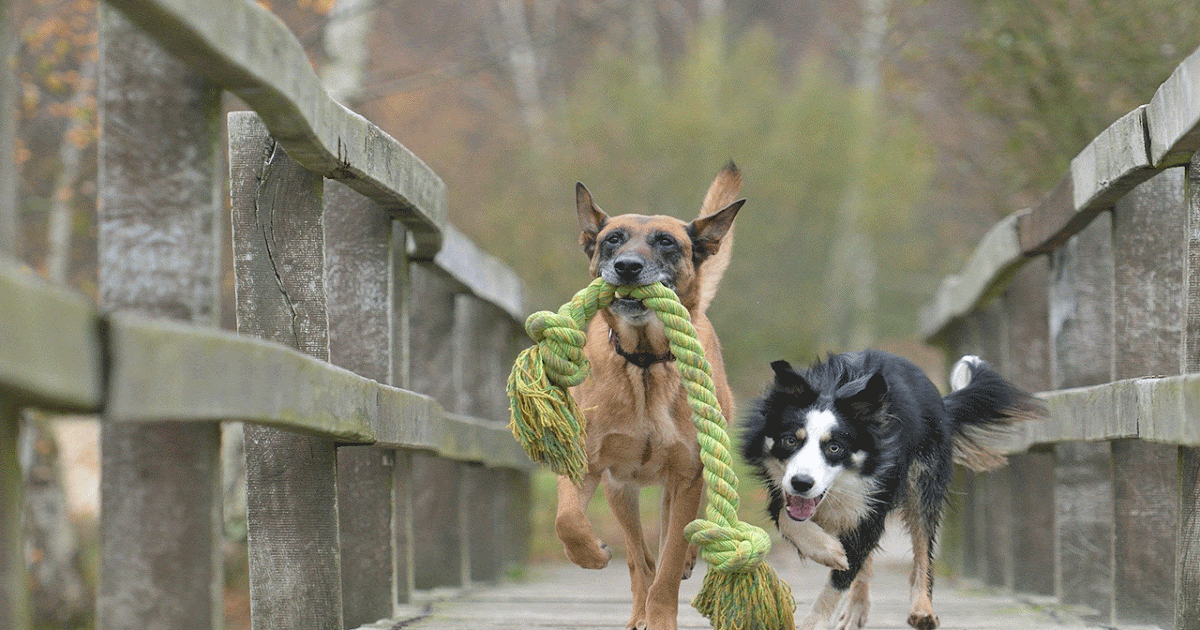 rottweiler malinois belge mélange chiot