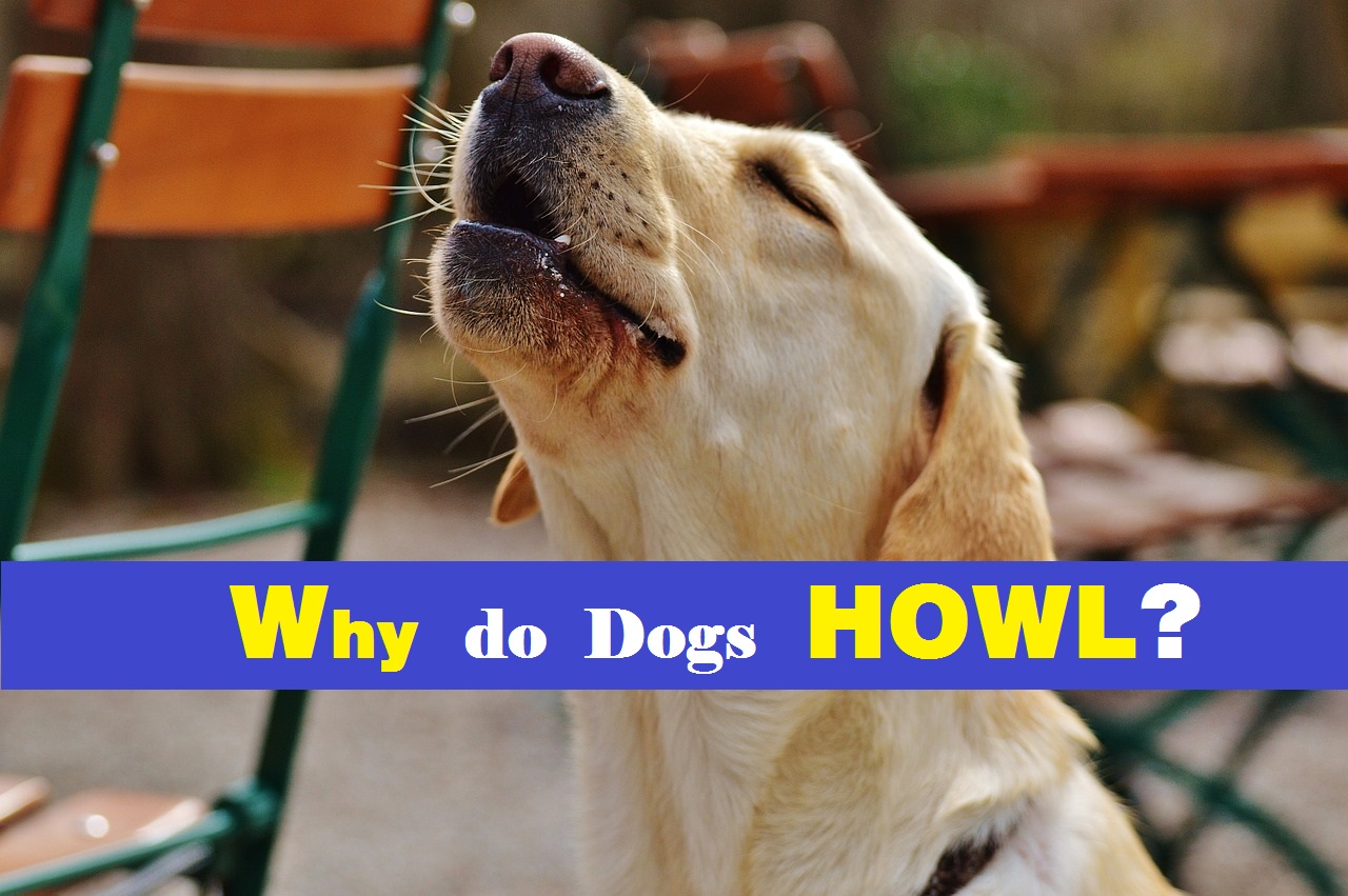 Why Do Dogs Howl? Science of Why