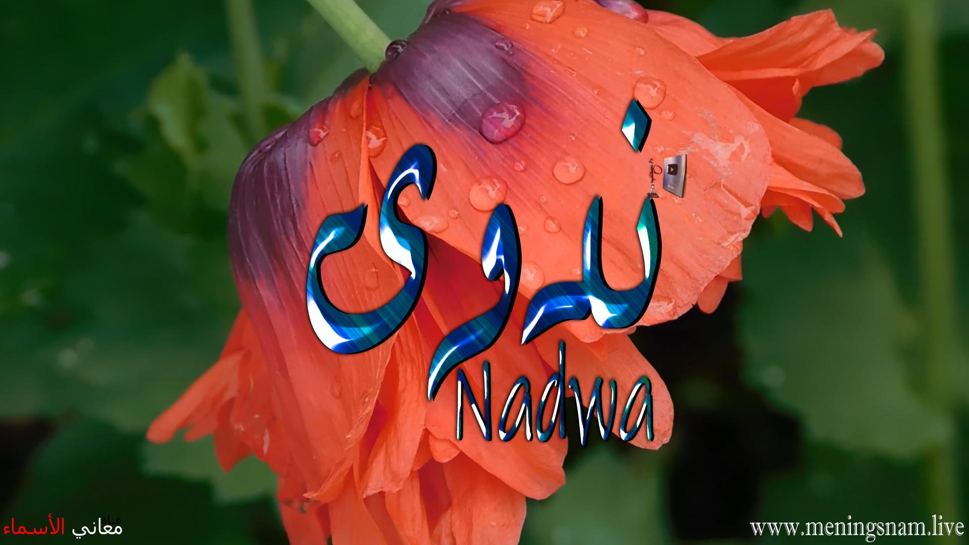 معنى اسم, ندوى, وصفات, حاملة, هذا الاسم, Nadwa,