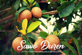 Khasiat dan Manfaat Sawo Duren Yang Perlu Di Ketahui Sawo duren berasal dari dataran rendah di Amerika Tengah Khasiat dan Manfaat Sawo Duren Yang Perlu Di Ketahui