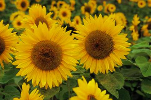 Manfaat makan kuaci  bunga  matahari  bagi kesehatan
