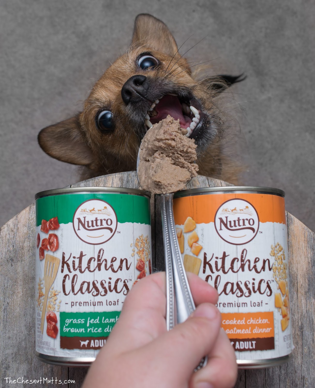 Mini Reviews Nutro Premium Loaf Canned Dog Food The Chesnut Mutts