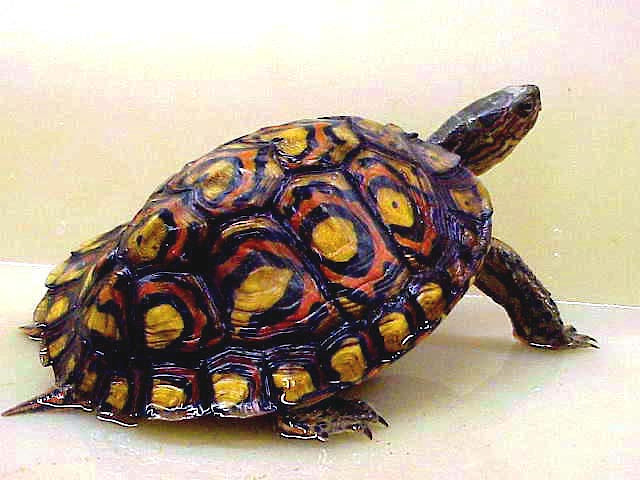 Cara Kasih Makan Ke Kura Kura Ornate Wood Yang Benar Kuranesia