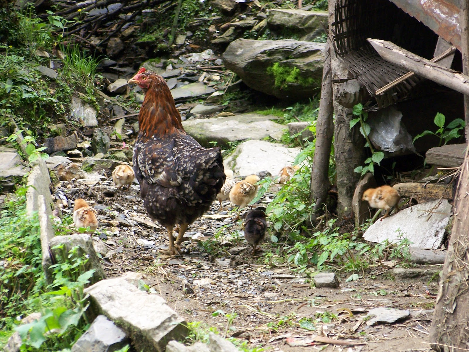 Chickens of First Street Chickens of Nepal