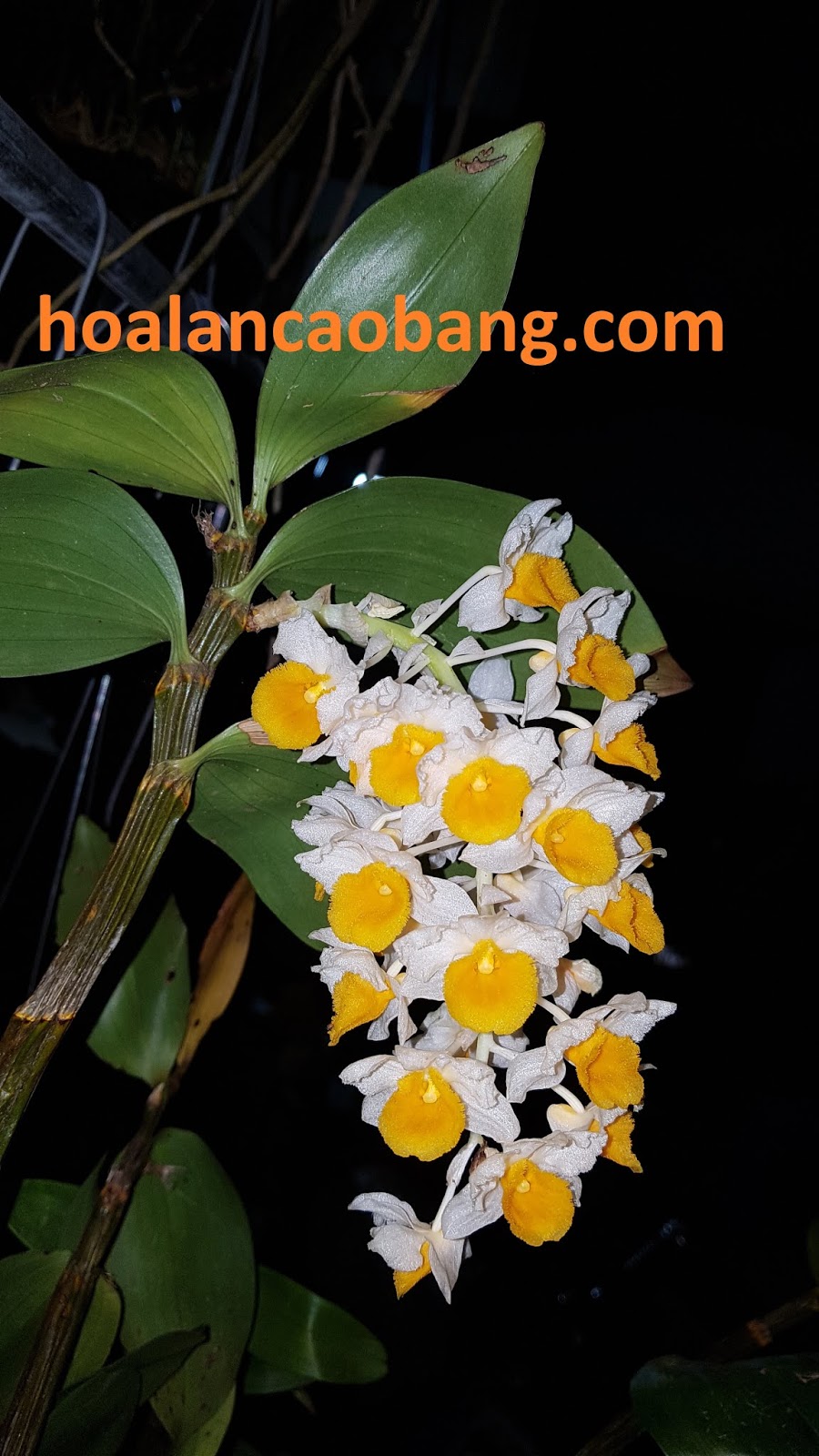 Cách Phân Biệt Kiều Tím, Kiều Vàng, Kiều Vuông, Kim Điệp Xuân, Kim Điệp Nhựa