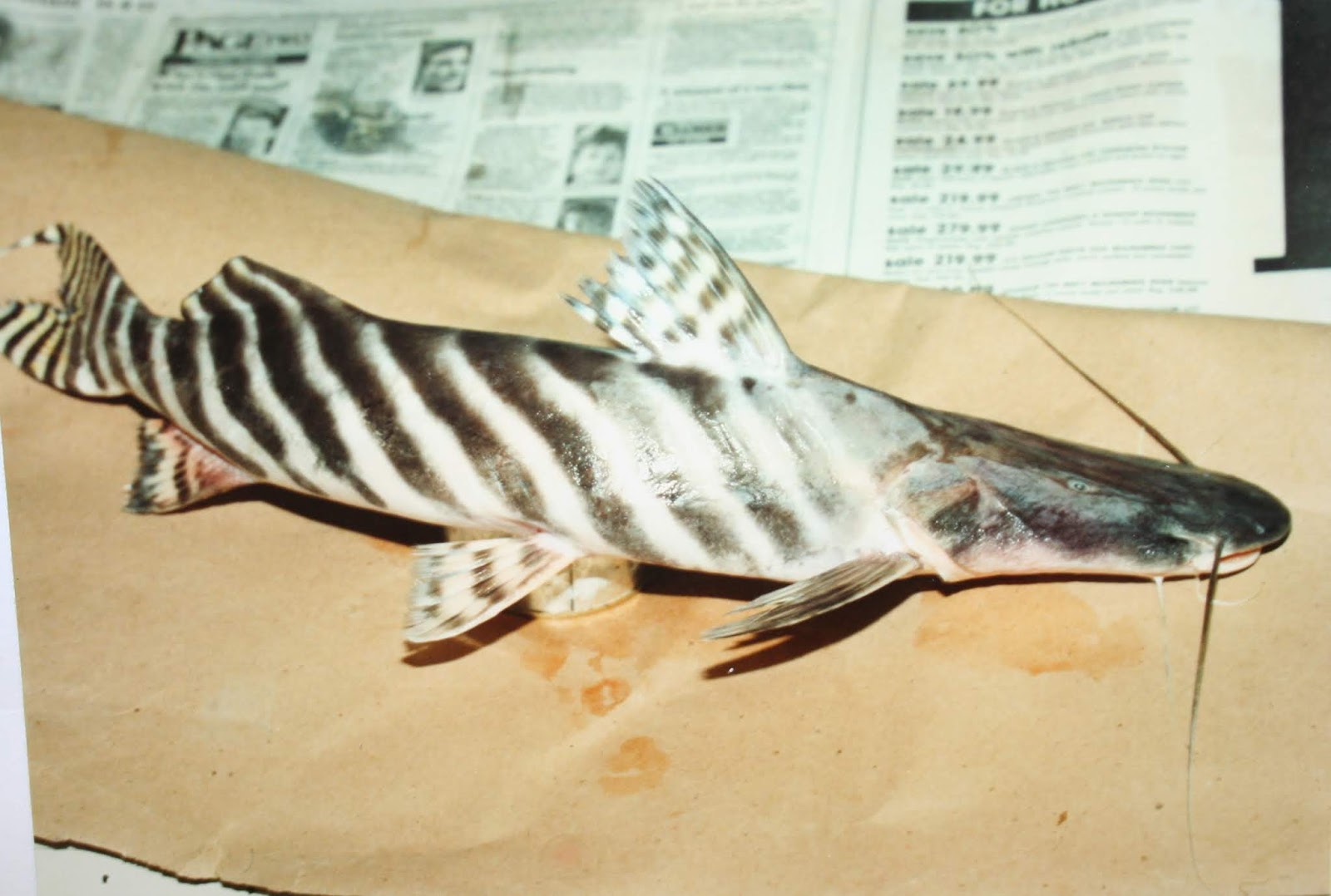 The Taxidermist's Wife