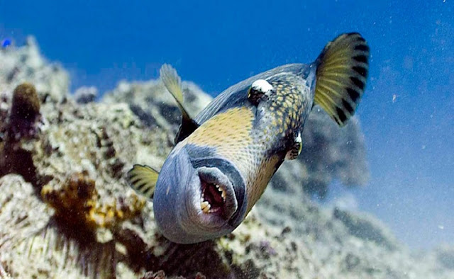 Синеперый балистод (рыба триггер)