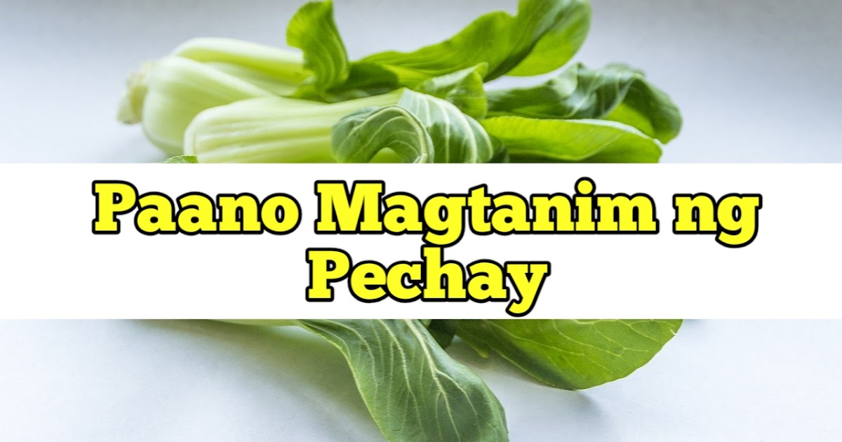Paano Magtanim ng Pechay - Magtanim ng Gulay