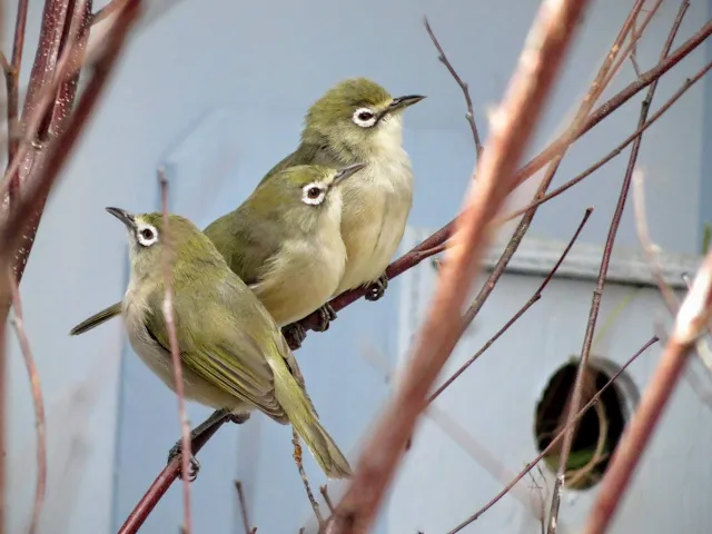 PIttsburgh Birds: Trio of grasslands birds at Pittsburgh's National Aviary