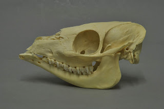 Afrika cüce geyiği kafatası