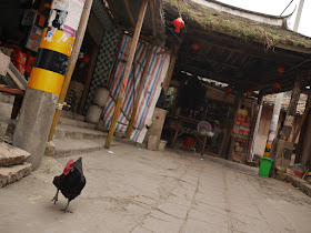 chicken walking towards me in Dajing