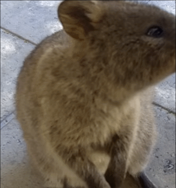 Quokka Amor a la naturaleza