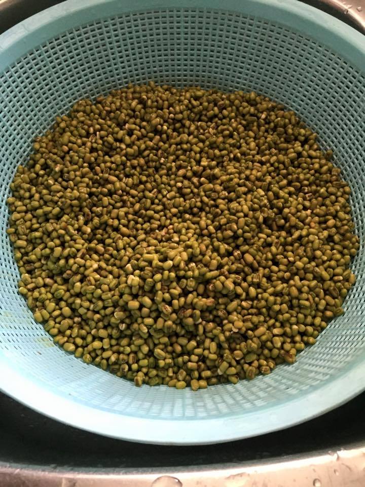 Peluang Usaha : Budidaya Tauge / Toge / Kecambah Rumahan - Blog Ridhan