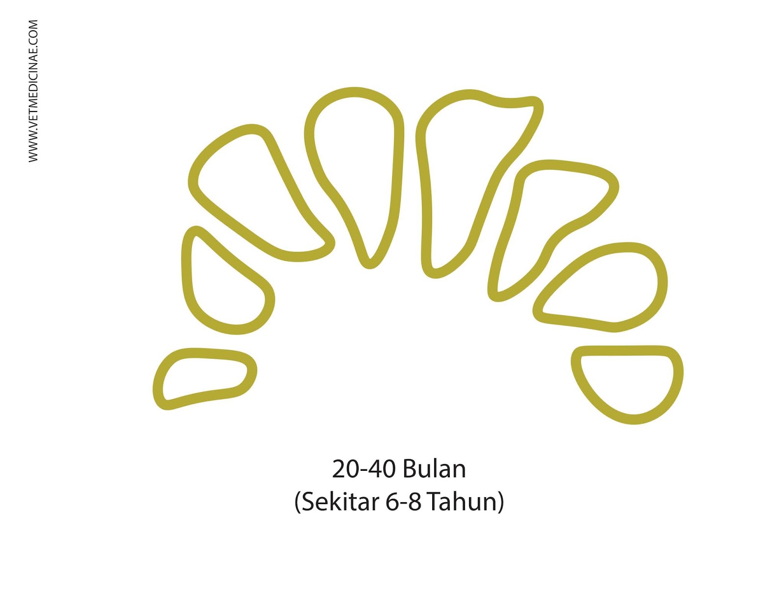 Cara Menghitung Umur Kambing Dari Gigi Veterinarii Medicinae