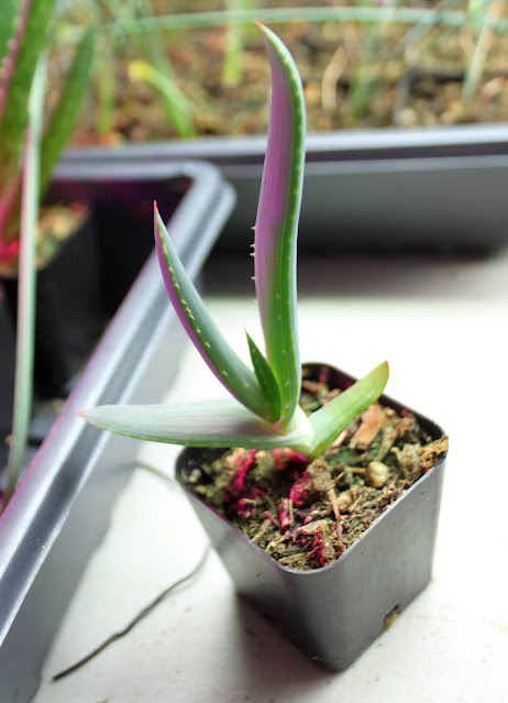 Aloe Speciosa young plant