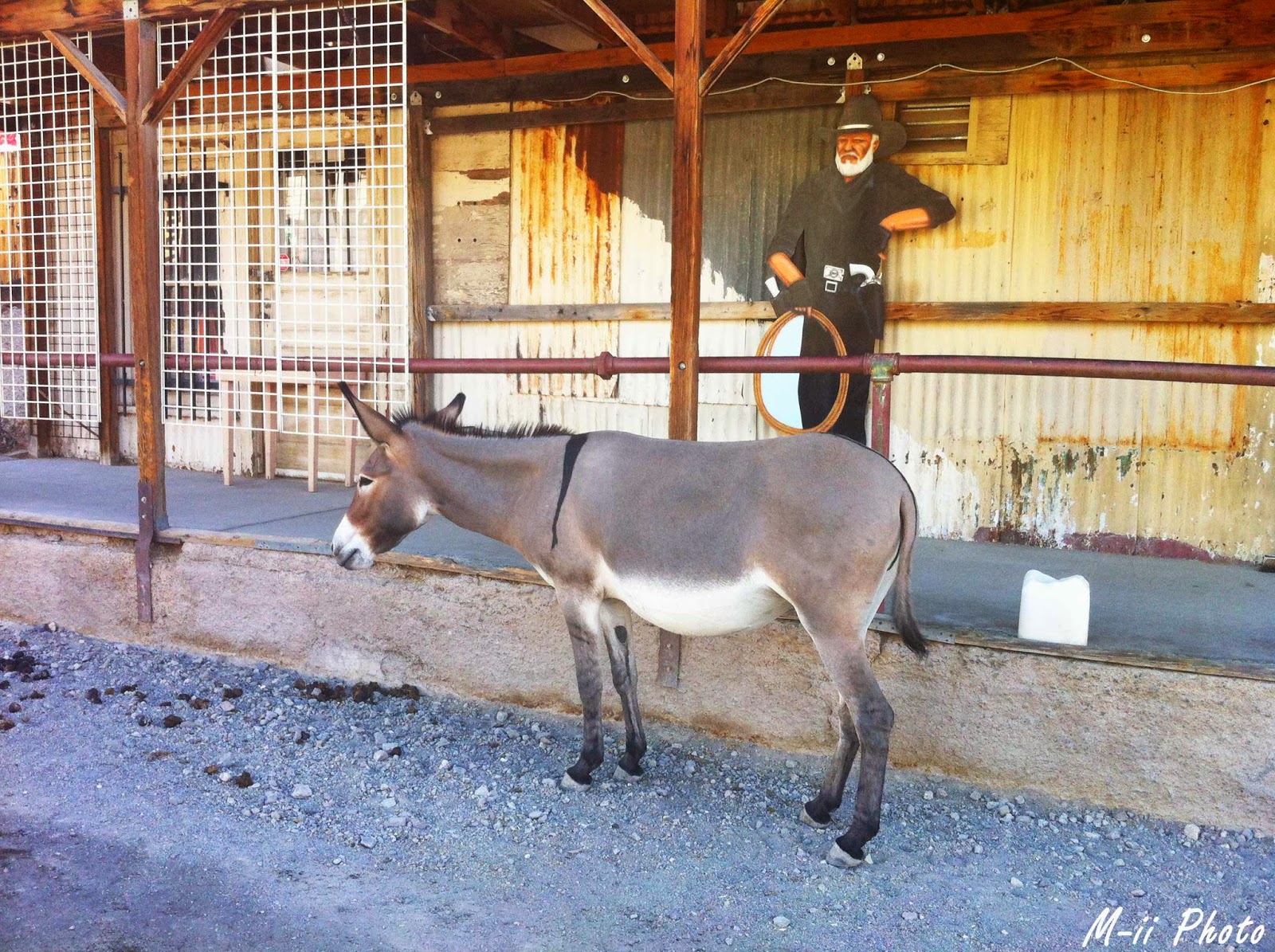 M-ii Photo : Route 66 Oatman